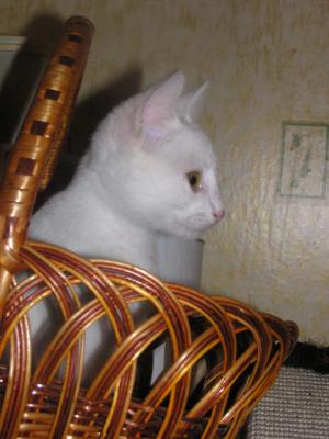 Прикрепленное изображение: P1010019.JPG